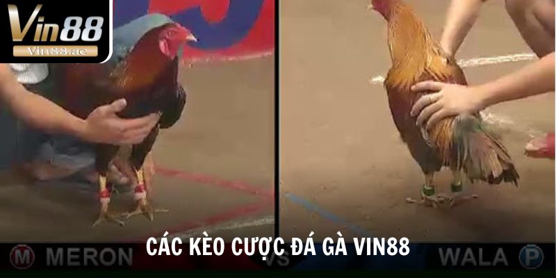Đá Gà Vin88 Sảnh Chơi Cá Cược Đỉnh Cao, Kèo Hấp Dẫn 3 Các loại kèo cược đá gà Vin88 kịch tính
