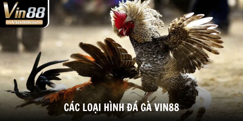 Đá Gà Vin88 Sảnh Chơi Cá Cược Đỉnh Cao, Kèo Hấp Dẫn 2 Các loại hình đá gà Vin88 hấp dẫn nhất 2025