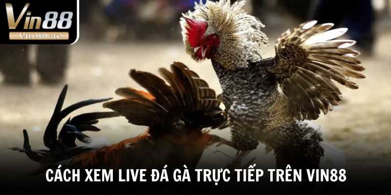 Live Đá Gà Trực Tiếp - Tường Thuật Những Trận Chiến Đỉnh Cao 2 Khám phá cách xem live đá gà trực tiếp trên VIN88
