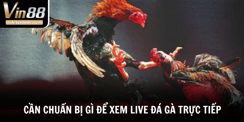 Live Đá Gà Trực Tiếp - Tường Thuật Những Trận Chiến Đỉnh Cao 4 Cần chuẩn bị gì để xem live đá gà trực tiếp mượt mà?