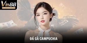 Đá Gà Campuchia - Bật Mí Sức Hút Của Những Trận Đấu Nảy Lửa