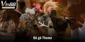 Đá Gà Thomo - Thánh Địa Chọi Kê Đẳng Cấp Số 1 Thế Giới