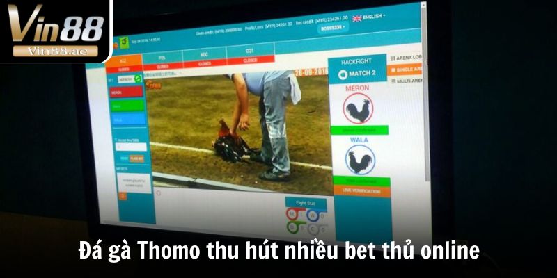 Đá Gà Thomo - Thánh Địa Chọi Kê Đẳng Cấp Số 1 Thế Giới 2 Đá gà Thomo thu hút nhiều bet thủ online
