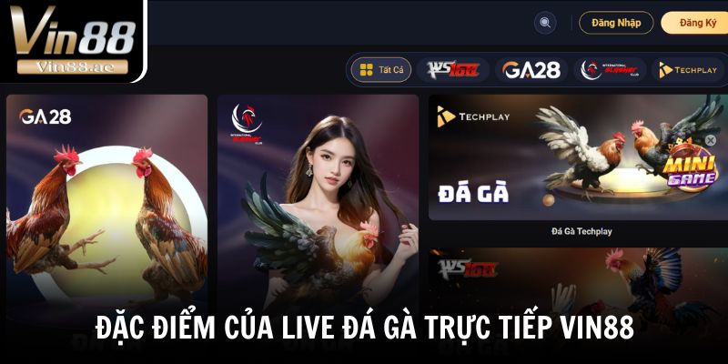 Live Đá Gà Trực Tiếp - Tường Thuật Những Trận Chiến Đỉnh Cao 1 Đặc điểm của live đá gà trực tiếp VIN88 có gì?