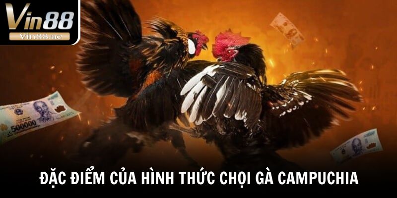 Đá Gà Campuchia - Bật Mí Sức Hút Của Những Trận Đấu Nảy Lửa 2 Đặc điểm của hình thức chọi gà Campuchia
