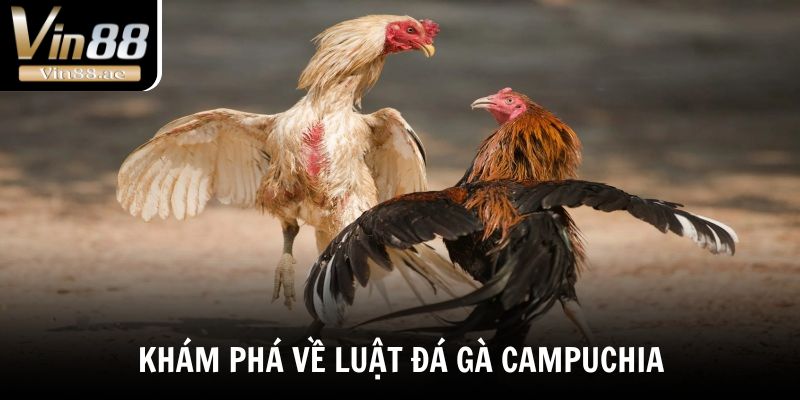 Đá Gà Campuchia - Bật Mí Sức Hút Của Những Trận Đấu Nảy Lửa 3 Khám phá về luật đá gà Campuchia đầy đủ