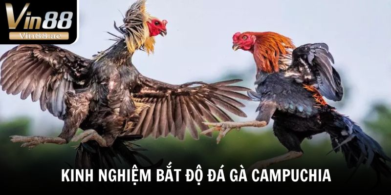 Đá Gà Campuchia - Bật Mí Sức Hút Của Những Trận Đấu Nảy Lửa 4 Kinh nghiệm bắt độ đá gà Campuchia dễ thắng