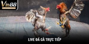 Live Đá Gà Trực Tiếp - Tường Thuật Những Trận Chiến Đỉnh Cao