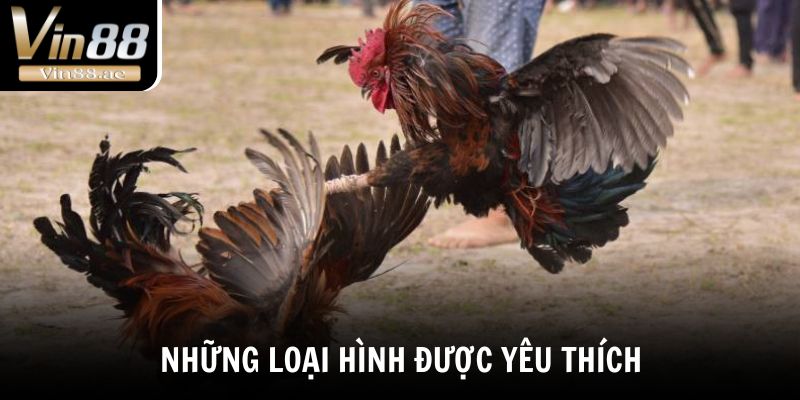 Live Đá Gà Trực Tiếp - Tường Thuật Những Trận Chiến Đỉnh Cao 3 Những loại hình chọi kê được yêu thích nhất