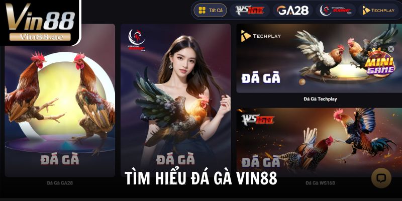 Đá Gà Vin88 Sảnh Chơi Cá Cược Đỉnh Cao, Kèo Hấp Dẫn 1 Tìm hiểu sảnh đá gà Vin88 hợp tác với nhiều nhà phát hành