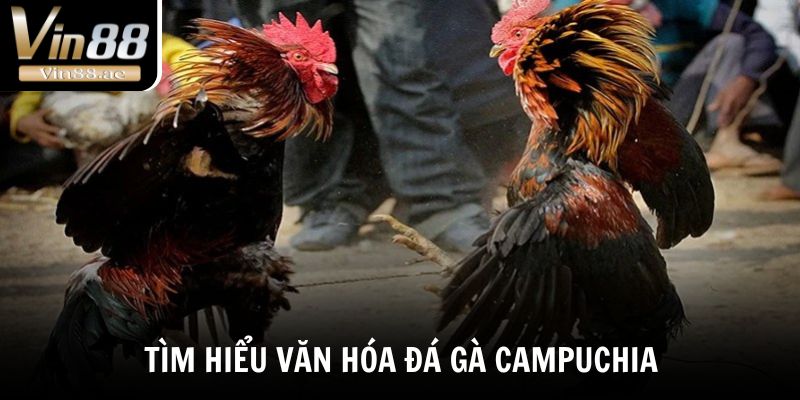 Đá Gà Campuchia - Bật Mí Sức Hút Của Những Trận Đấu Nảy Lửa 1 Tìm hiểu nhanh về văn hóa đá gà Campuchia