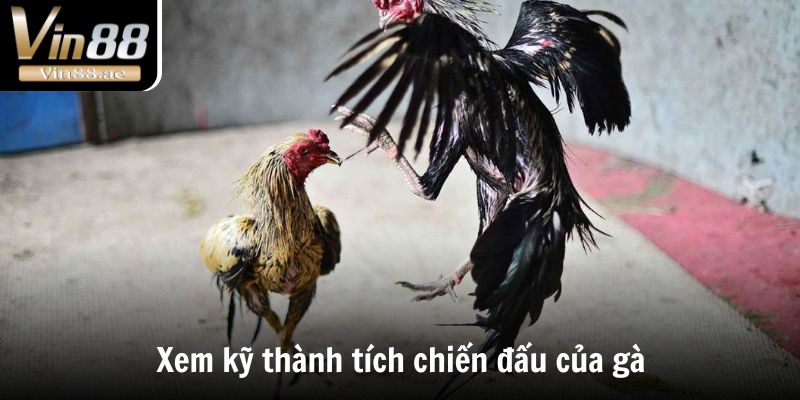 Đá Gà Thomo - Thánh Địa Chọi Kê Đẳng Cấp Số 1 Thế Giới 4 Xem kỹ thành tích chiến đấu của gà